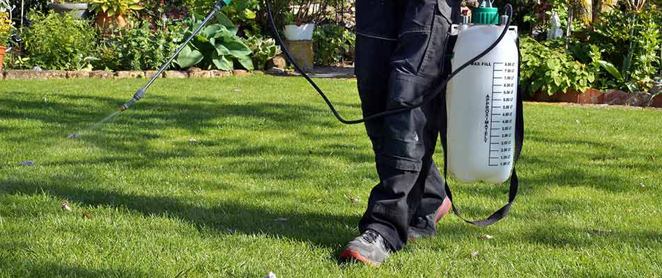 Treating a lawn with effective weed control in Columbia, MO.