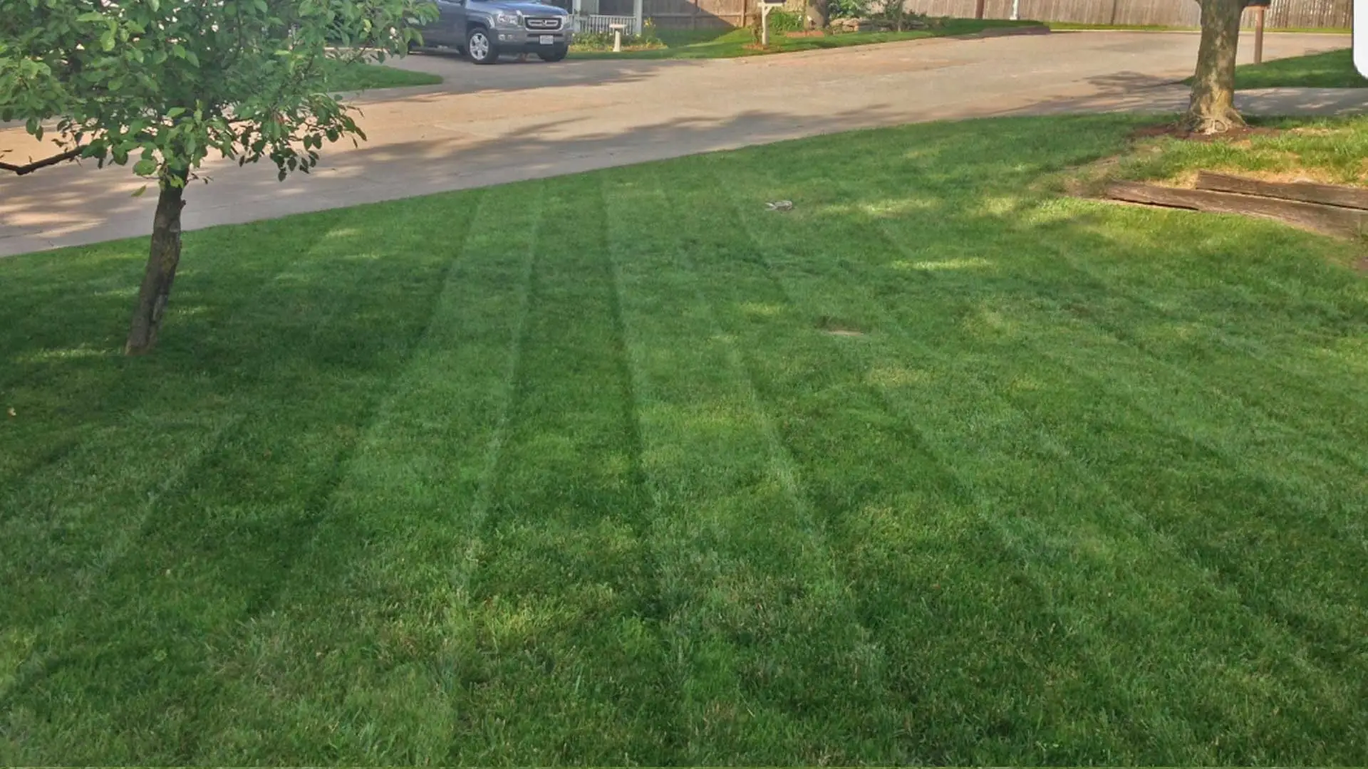 Close up of a lawn recently mowed by McVey Mowing in Columbia.