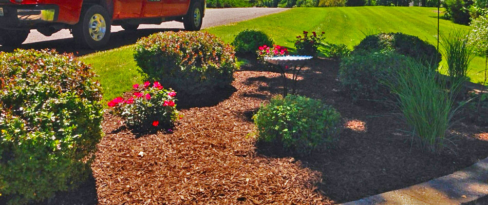 Round trimmed shrubs in landscaping bed at Columbia home.
